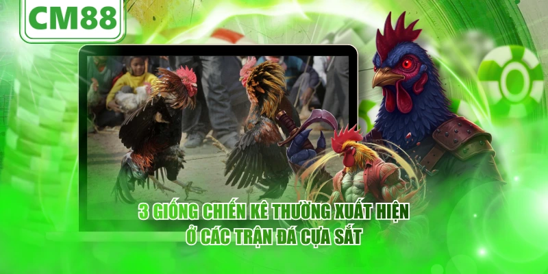 3 giống chiến kê thường xuất hiện ở các trận đá cựa sắt