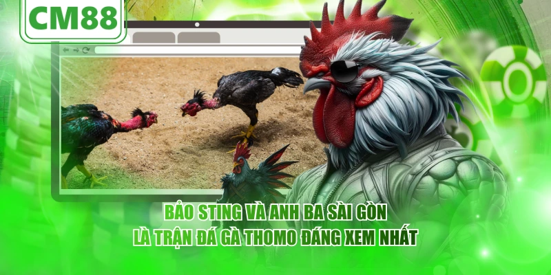 Bảo Sting và Anh ba Sài Gòn là trận đá gà Thomo đáng xem nhất