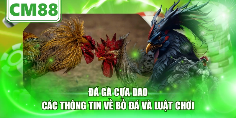 Đá gà cựa dao