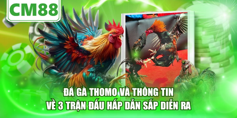 Đá gà Thomo