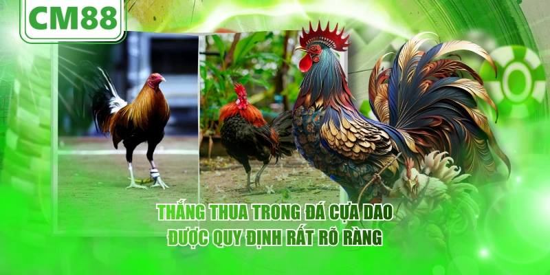 Thắng thua trong đá cựa dao được quy định rất rõ ràng