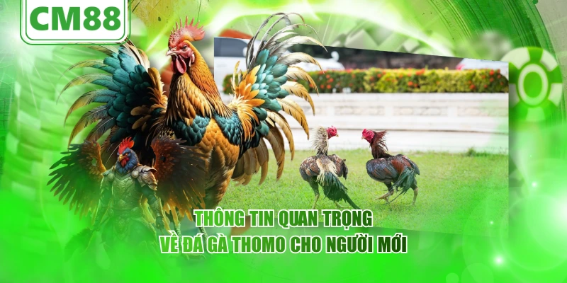 Thông tin quan trọng về đá gà Thomo cho người mới