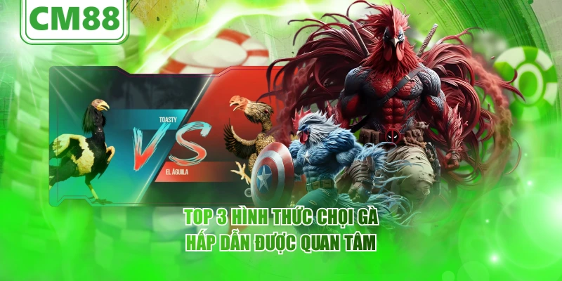 Top 3 hình thức chọi gà hấp dẫn được quan tâm
