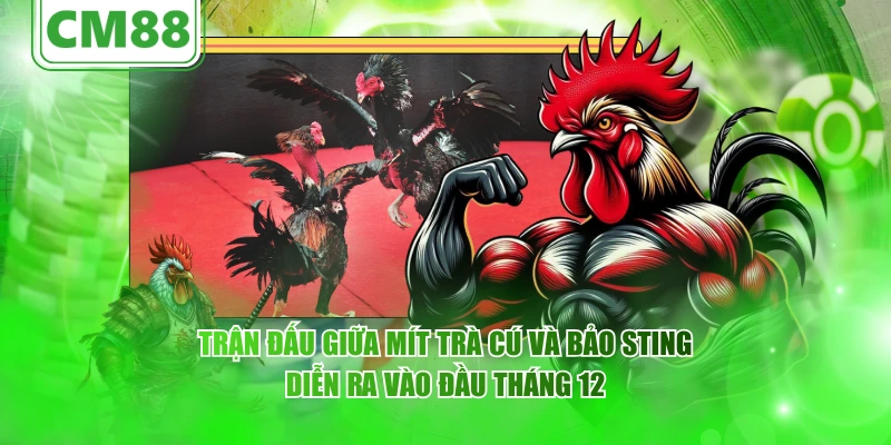 Trận đấu giữa Mít Trà Cú và Bảo Sting diễn ra vào đầu tháng 12
