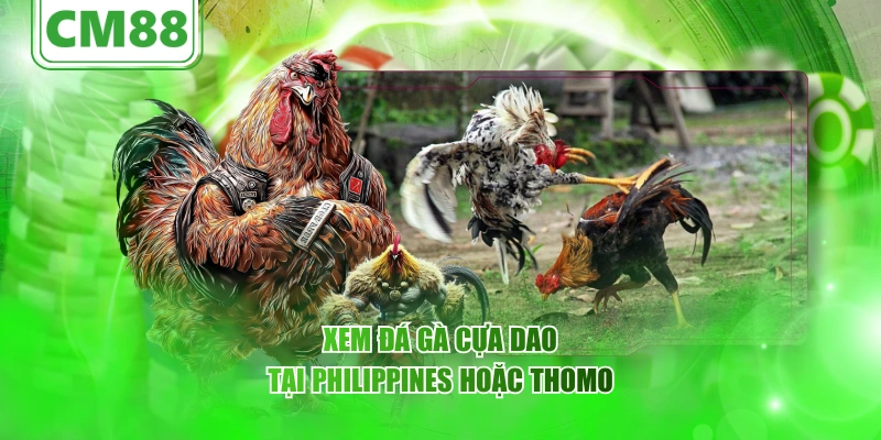 Xem đá gà cựa dao tại Philippines hoặc Thomo